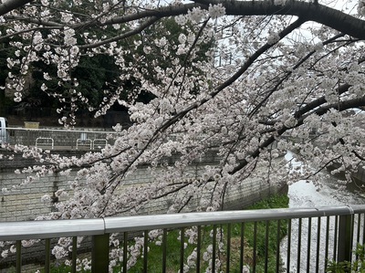 230326 桜.jpg
